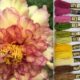 Tapestry Inspirations - Peony1